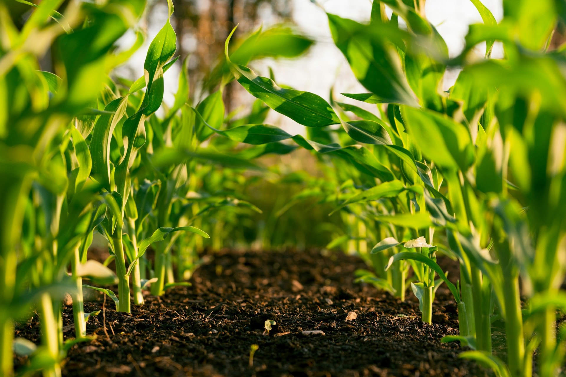 Smart Agriculture
